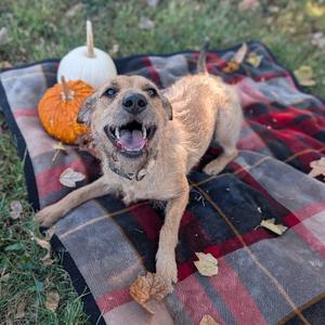 Carmello, Retriever, Labrador, adult, available for adoption
