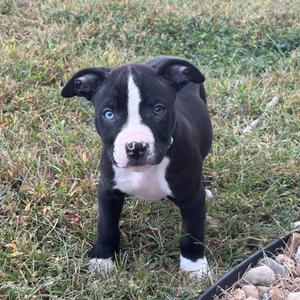A black and white puppy with blue eyes standing on grass.