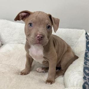 A brown puppy with blue eyes sitting on a white blanket.