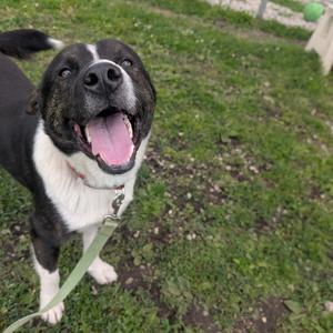 A black and white dog with its mouth open and tongue out, wearing a red collar and a green leash, standing on grass.