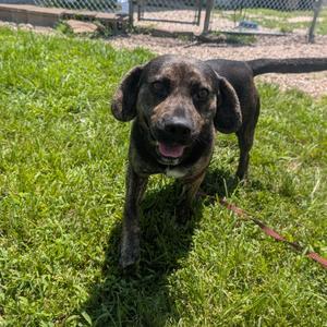 Geebs (German Bologna Sandwich), Beagle, adult, available for adoption