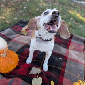 Statler, Beagle, senior, available for adoption