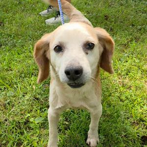 Statler, Beagle, senior, available for adoption
