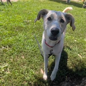 Cindy, Retriever, Labrador, young, available for adoption