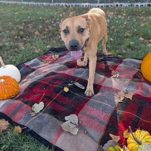 Paulette, Terrier, American Pit Bull, adult, available for adoption