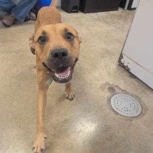 A happy brown dog standing on a concrete floor.