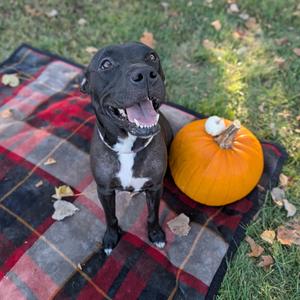 Mummy Pig, Terrier, American Staffordshire, adult, available for adoption