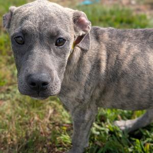 Nocona, Terrier, American Pit Bull, puppy, available for adoption