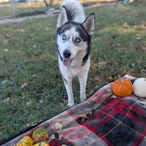 A Siberian Husky dog with striking blue eyes stands on a grassy area, looking directly at the camera. The dog is wearing a collar and is positioned near a plaid blanket with pumpkins and other autumn decorations.