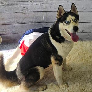 Luella, Husky, adult, available for adoption