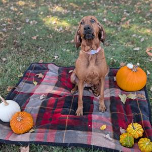 Jackie, Coonhound, Redbone, adult, available for adoption