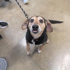 A small dog with brown, black, and white fur looking up with its tongue sticking out while on a leash.