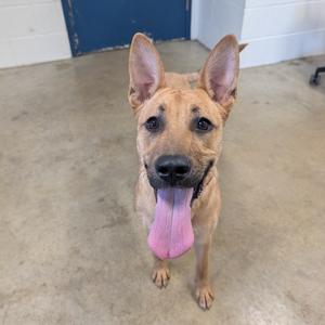 A tan-colored dog with large, upright ears and its tongue hanging out, standing on a concrete floor.