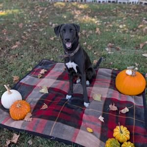 Bama, Retriever, Labrador, adult, available for adoption