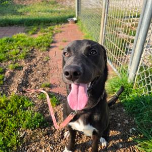 Bama, Retriever, Labrador, senior, available for adoption