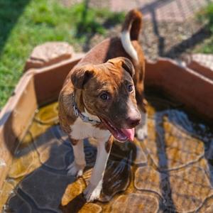 Chewy, Pei, Shar, young, available for adoption