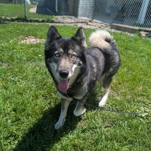 Naomi, Husky, senior, available for adoption