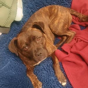 Astrid, Terrier, American Pit Bull, adult, available for adoption