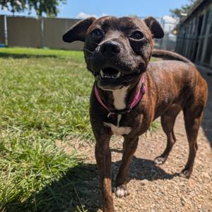 Astrid, Terrier, American Pit Bull, adult, available for adoption