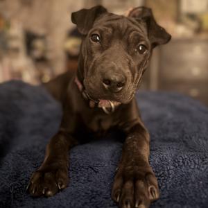 Honey, Pei, Shar, young, available for adoption