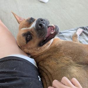 Abby Cadabby, Terrier, adult, available for adoption