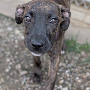 A close-up of a brindle-colored puppy with large, expressive eyes, standing on a gravel surface.