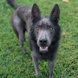 A black dog with pointed ears and a fluffy coat standing on grass.