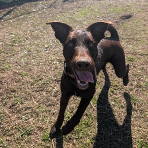 Bo, Terrier, Wirehaired, adult, available for adoption
