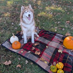 Outlaw, Husky, adult, available for adoption