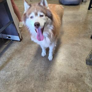 A fluffy dog with a white and brown coat, standing on a concrete floor with its tongue out.