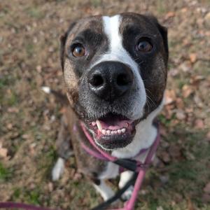 A dog looking at the camera