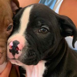 Bramble-7, Terrier, American Staffordshire, available for adoption