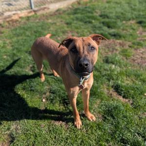 A brown dog with a black muzzle stands on a patch of green grass, looking towards the camera.