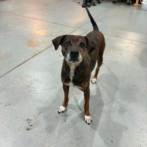 A brown and black dog with white paws standing on a concrete floor.