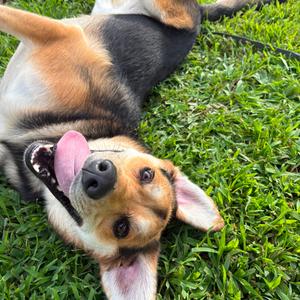 Oliver (formerly Link), Beagle, adult, available for adoption
