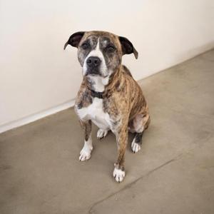 A brindle and white dog sitting on a concrete floor, looking directly at the camera.