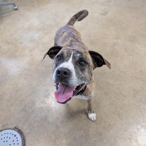 A brindle-colored dog with white markings on its face and chest, looking up at the camera with its tongue out.