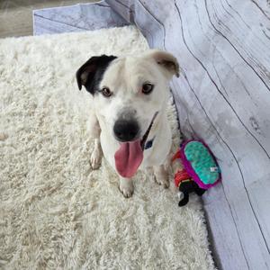 A white and black dog sitting on a white fluffy rug with its tongue out, next to a dog toy.