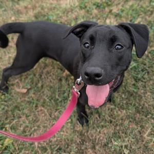 A black dog with a pink leash standing on grass