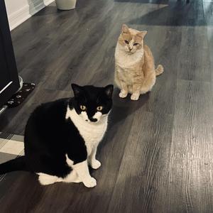 Two cats sitting on a wooden floor. One is black and white, the other is orange and white.