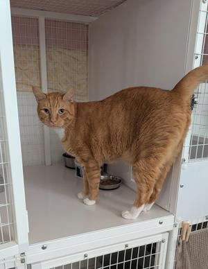 Milo, senior, available for adoption