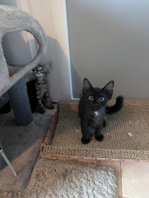 A black cat with large eyes sits on a scratching pad, while a tabby cat peeks from behind a cat tree in the background.
