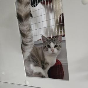 A gray and white cat with a fluffy tail is looking through a wire mesh door. The cat is sitting on a red surface, possibly a blanket or cushion, and appears to be inside a pet carrier or enclosure. The background is slightly blurred, emphasizing the cat's face and tail.