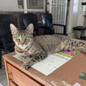 Iris, adult, available for adoption