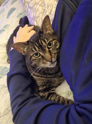 Agnes (in a foster home), senior, available for adoption