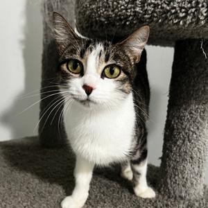 April, young, available for adoption