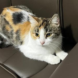 Cedar, young, available for adoption