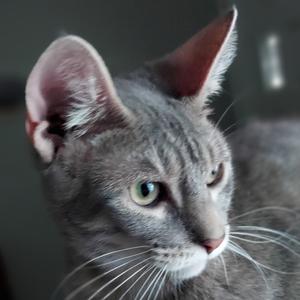 A close-up of a gray cat with green eyes and white whiskers.
