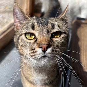 Emu, young, available for adoption