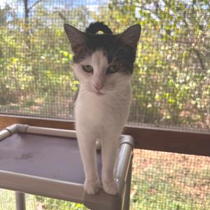 A black and white cat with green eyes is standing on a metal structure, looking directly at the camera. The background shows a mesh screen with trees and greenery visible outside.